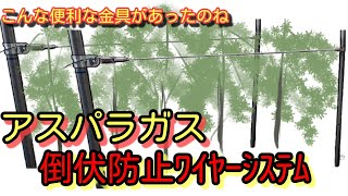 アスパラガス　倒伏防止　とっても簡単に設置できる　鳥よけワンタッチを活用