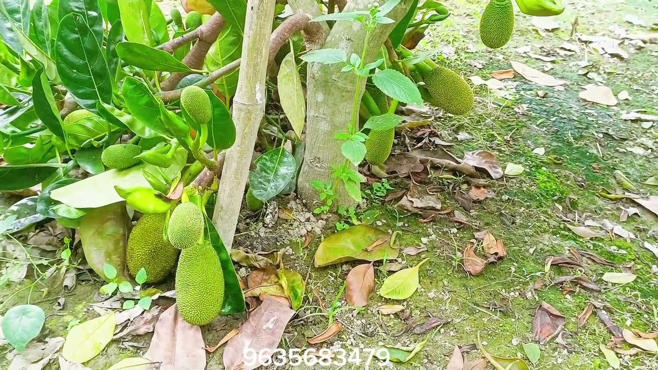 দুই বছরের কাঁঠাল বাগানের রেজাল্ট ? বারোমাসি কাঁঠাল বাগান #jackfruit #jackfrut#alltimejackfruit #ugc 