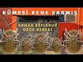 Palet Kümesi Kene Basmış Kümeste Son durum Değişiklikler var