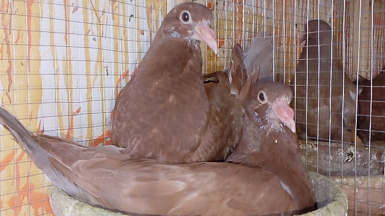 موجود أن شاء الله مجموعة روماني شعبي بزغللها للتواصل ابو مليكه01094159830