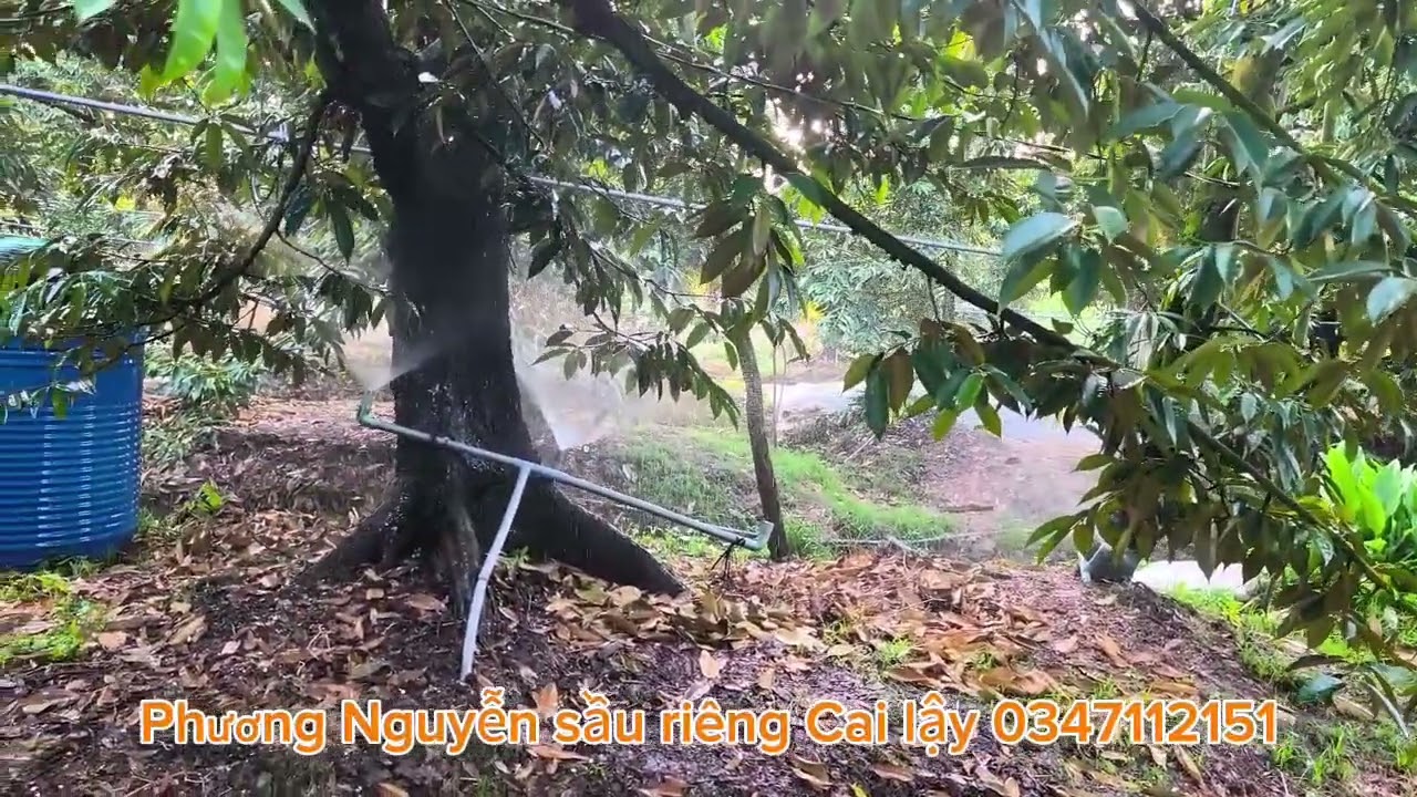 Sầu riêng ra bông vỡ mủ xong mình làm gì