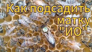 КАК ПОДСАДИТЬ МАТКУ ИО В ОТВОДОК РАБОЧИЙ СПОСОБ!!! 100%