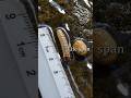 Underwater Moth That Breaks Biology Rules #usa #nyc #shorts #trending