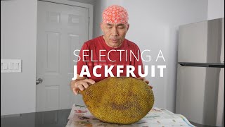 JACKFRUIT- HOW TO SELECT A GOOD JACK FRUIT AND PROCESS IT | TROPICAL FRUITS