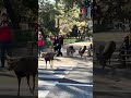 Nara Park deer japan