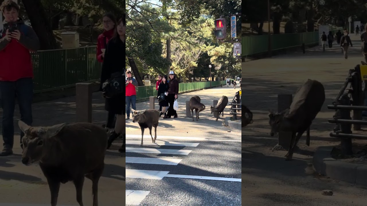 Nara Park deer japan