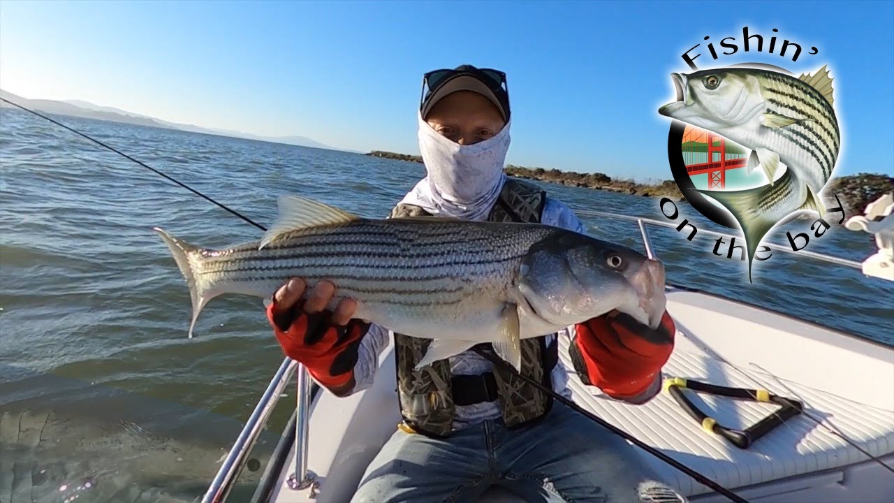 Bay area striped bass fishing at it's finest! (Epic striper bite