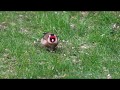 Le Chardonneret élégant (4K) - Goldfinch