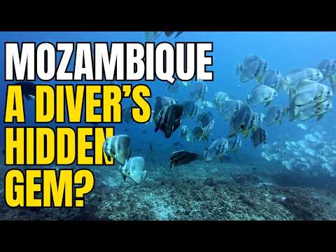Mozambique! A Scuba Diver's Hidden Gem? 🇲🇿