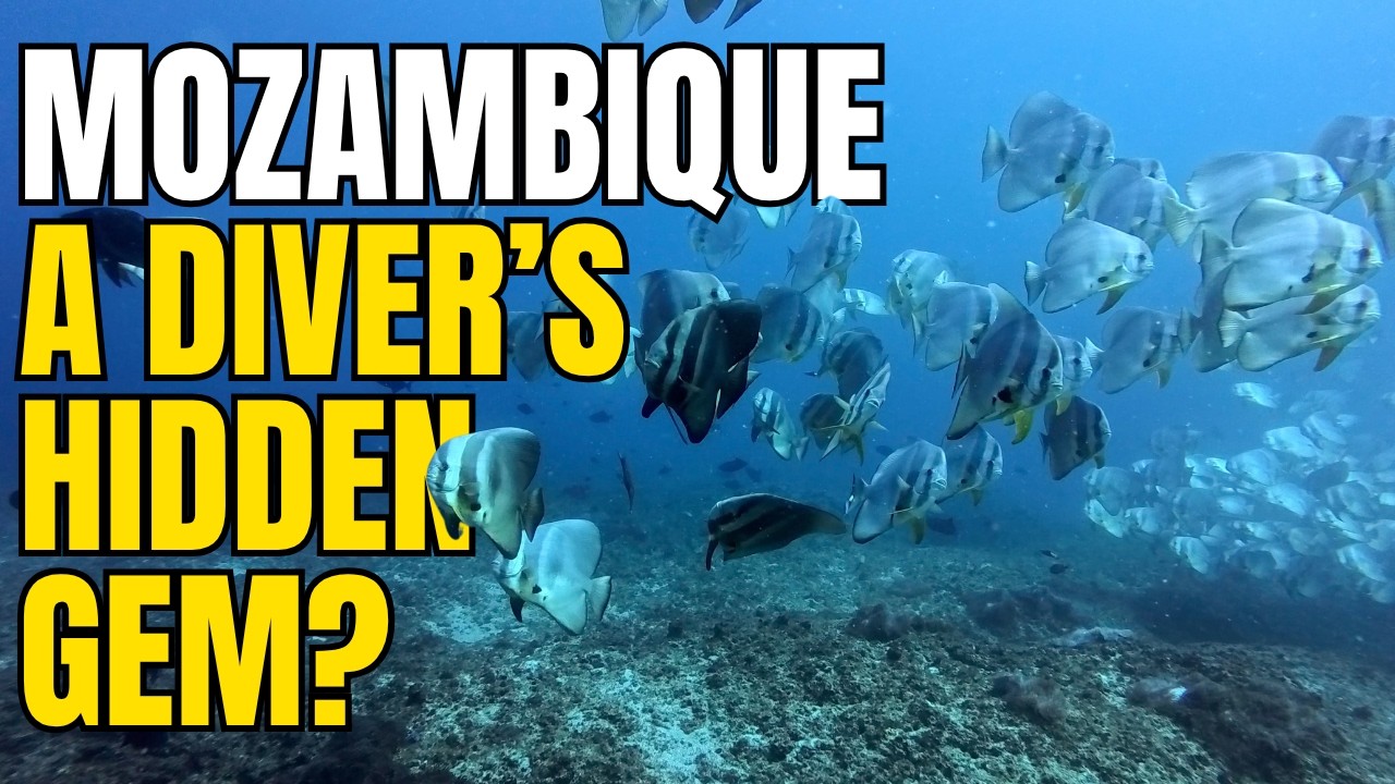 Mozambique! A Scuba Diver's Hidden Gem? 🇲🇿