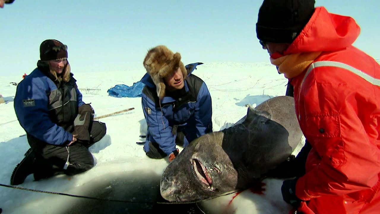 Season 20 Episode 4 Dirty Jobs Greenland Shark Quest YouTube