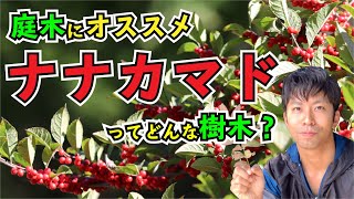 剪定の注意点など ナナカマドを樹木医が解説します Youtube 剪定の注意点など ナナカマドを樹木医が解説します Youtube