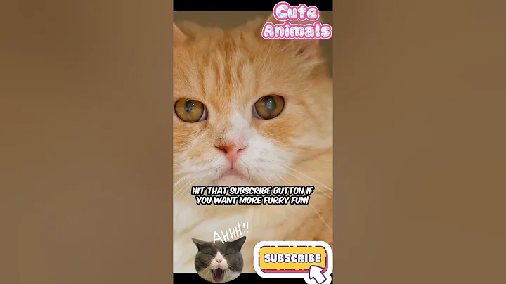 Video 11583001: fluffy siberian cat, siberian cats love, cutest siberian, feline giants, cat falls