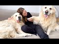 Golden retrievers love moms attention