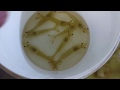 Growing marine shrimps1st batch