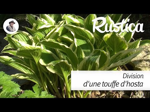 Vidéo: Hosta Plant Division : comment et quand diviser une plante Hosta