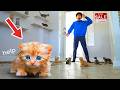 I BOUGHT a House FULL of ABANDONED Stray KITTENS (SAD)