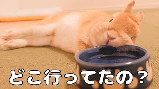 連休明けの1日留守番が耐えられなくて食器の上で無気力状態でした【No.662】