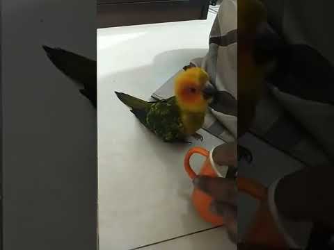 How to feed a sun conure/Funny bird video