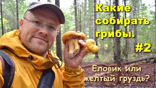 видео: Какие собирать грибы. Серия 2. Съедобные грибы Свердловской области. Еловики. Желтый груздь. картинка: Какие собирать грибы. Серия 2. Съедобные грибы Свердловской области. Еловики. Желтый груздь.
