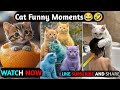 Funny Cat Videos ( @TheCatLounge15 ) #FunnyCats#CuteCats#CatVideos#ViralCats#CatShorts