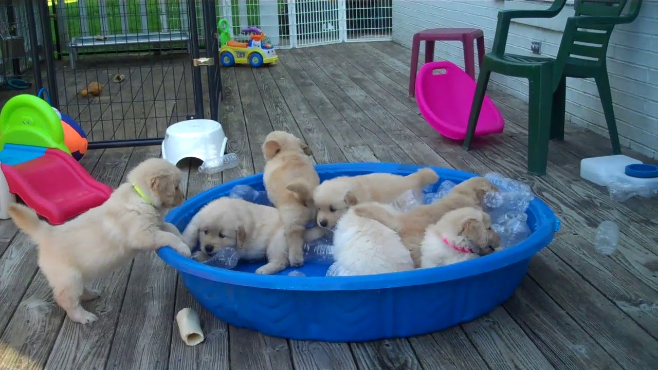 Puppy Pool Party YouTube