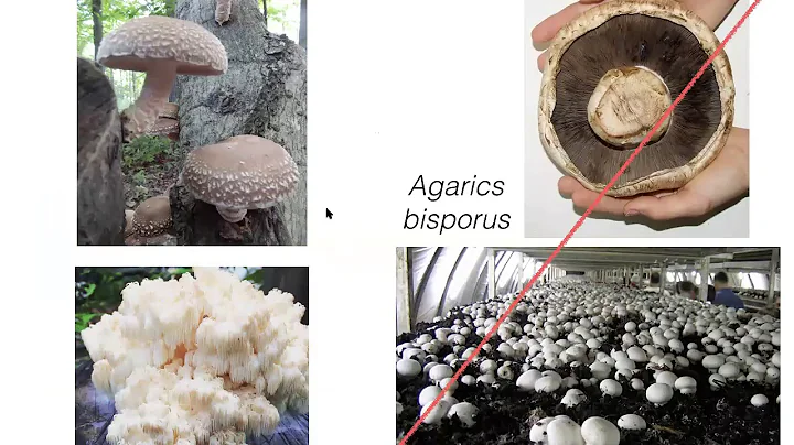 Specialty Mushroom Production with Steve Gabriel  ...