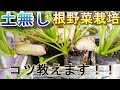 【水耕栽培】大根と人参のハイドロボール栽培と収穫