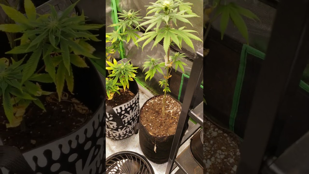grape ape x afgoo in my 4x4 hum ho 2 left of 5 boomer learning to grow series