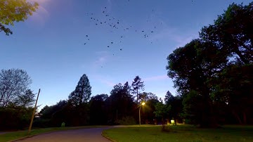 Swarm Of Bats for Unity