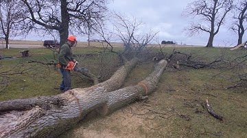 Ash tree removal with the Echo 7310