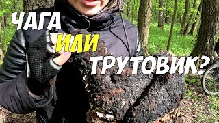 Берёзовая чага - как отличить от трутовика, сувеля или капа