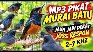 Download lagu PIKAT MURAI BATU ANTI ZONK 🔥🐦 SUARA SUPER JOS 2–7 KHZ | BIKIN PENASARAN, TURUN & RESPON