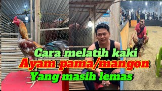 How to Treat Weak Legs in Pama/Pamangon/Mangon Chickens