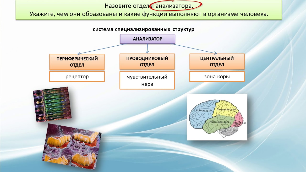 Части анализатора биология