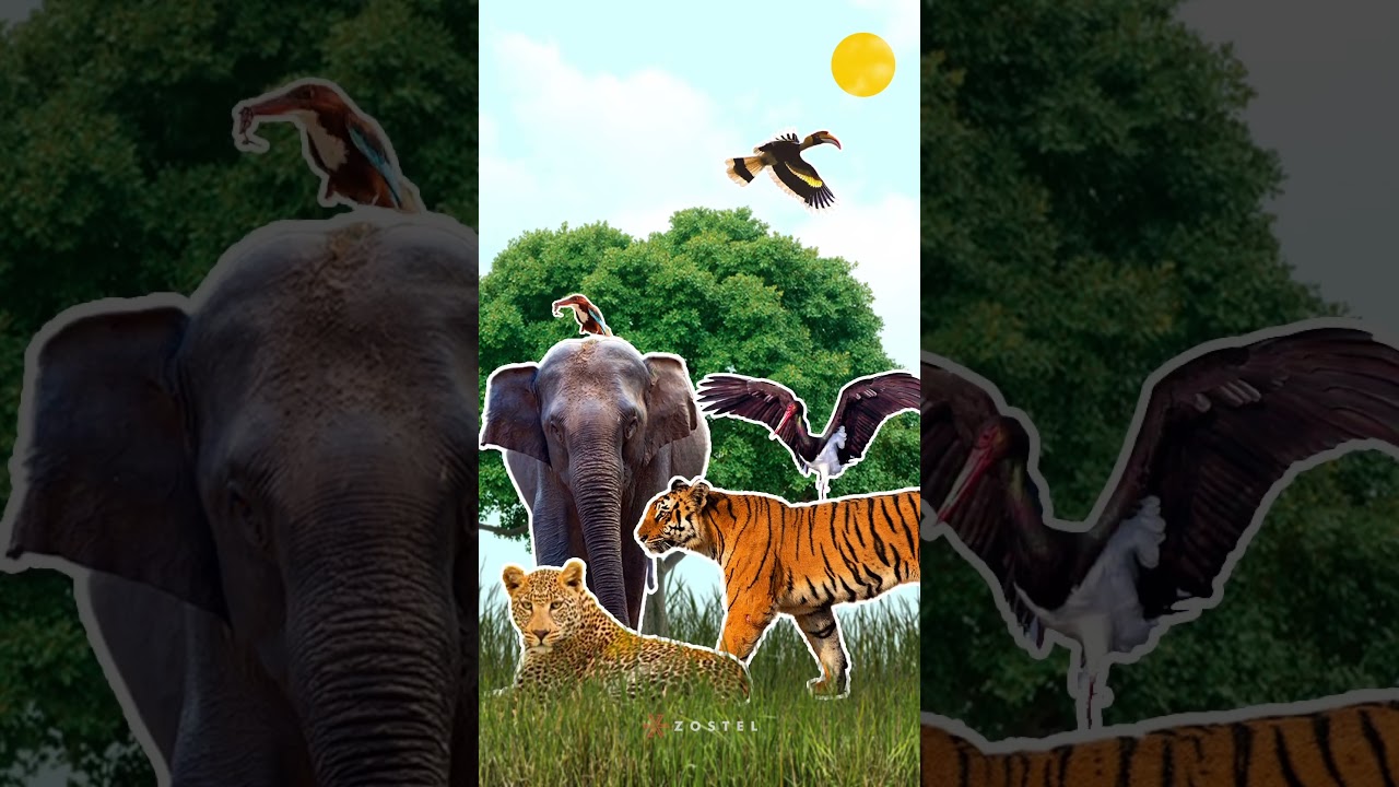 Safari season is back in Jim Corbett!