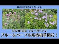 【ブルーガーデン】5/29撮影 ブルーやパープルの宿根草の開花が始まりました！／ベロニカ・チェリーセージ・フロックス・ゲラニウム・モナルダ・ラークスパー等