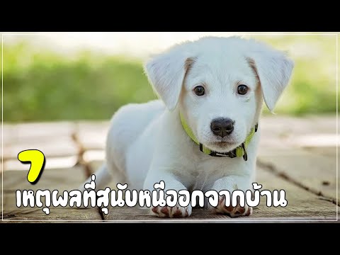 วีดีโอ: 11 สุนัขถือว่าเกือบจะน่ารักสำหรับสุนัขของคุณที่จะกิน