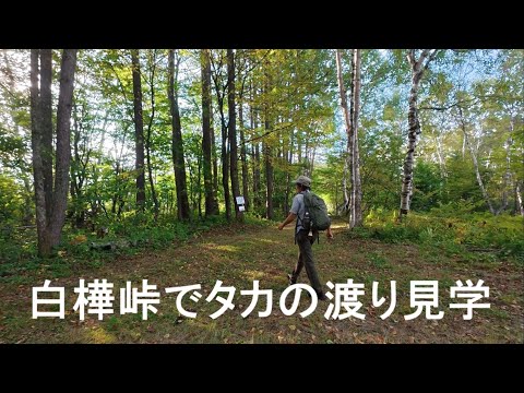 にゃんた - YouTube