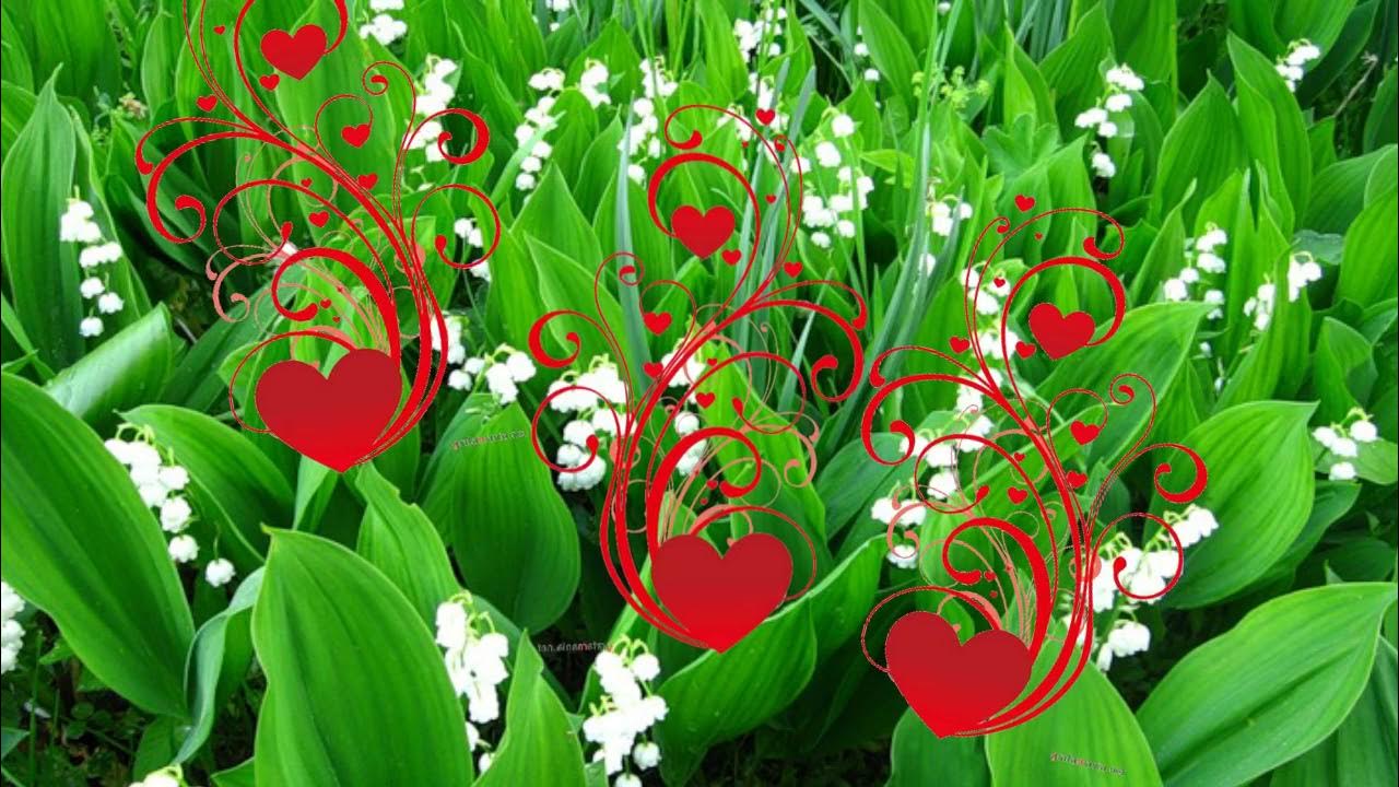 Душистые ландыши. Ландыши клип. Это ландыши все виноваты. Это ландыши все виноваты этих ландышей целый букет кто поет. Это ландыши все виноваты текст.