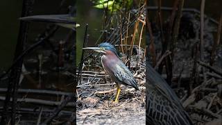Green Heron Visits Our North Florida Food Forest #birdwatching #birdlovers #floridawildlife