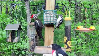 Fantastic Trio! Pileated is joined by Hairy and Grosbeak at Woods' Edge, Nunica, MI 5/11/24 by Live at Woods' Edge - Nunica, MI 180 views 11 days ago 1 minute, 43 seconds