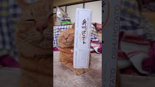 奥州ポテト 260413 #のせ猫  #cat  #cute  #猫のいる暮らし  #kitten  #kitty  #ねこ  #ネコ  #cutecat  #猫