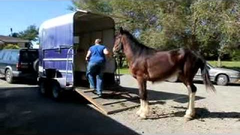 Dorrie - Trailer Loading Practise.