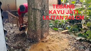 Tebang Kayu Jati Kampung Raksasa