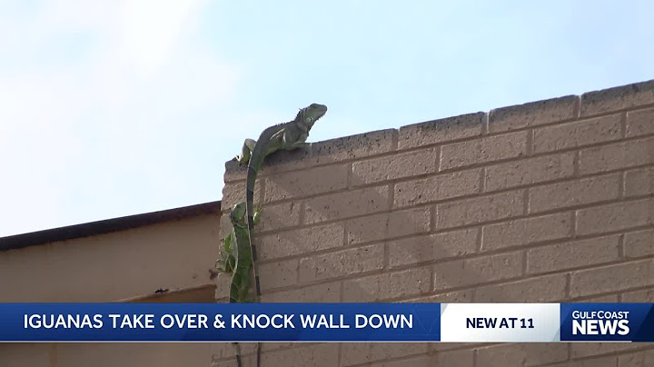 Wall collapse in Cape Coral sparks alarm over invasive iguana infestation
