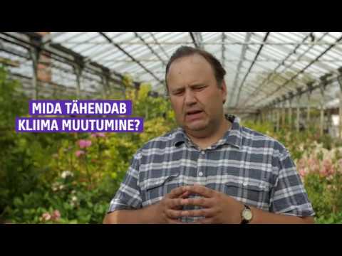 Video: Milline on väikese koera soovitatav toidu kogus?