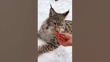 Ест ли дикая рысь кошачьи лакомства 🤔