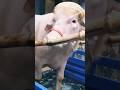 Donald trump viral buffalo #donaldtrump #baffalo #viral #worldnews #shorts