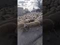 every year This happened in Iceland #shortvideo #shorts
